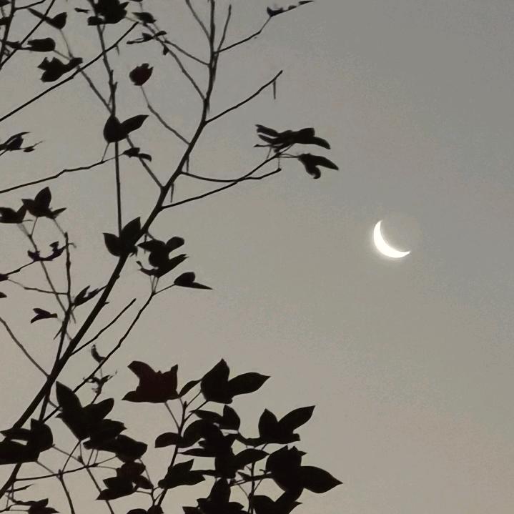 星呐头像