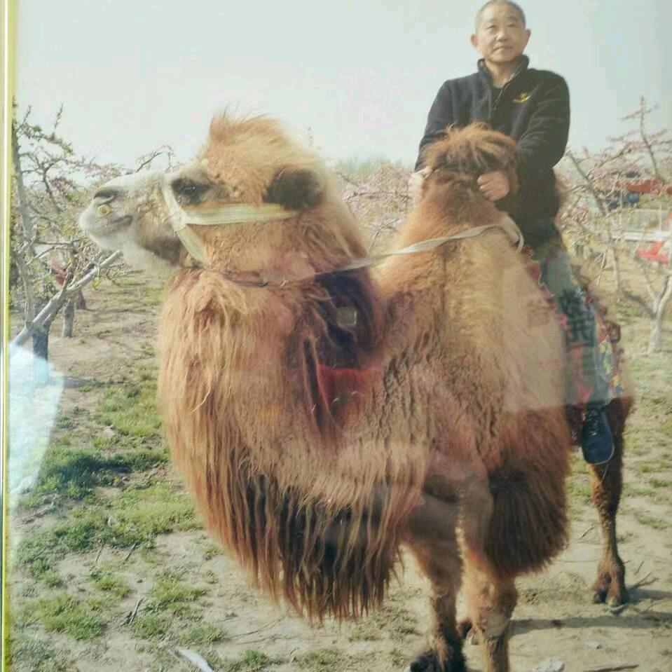 雄鹰