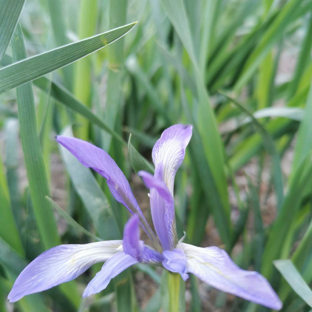 惠蘭芳稥