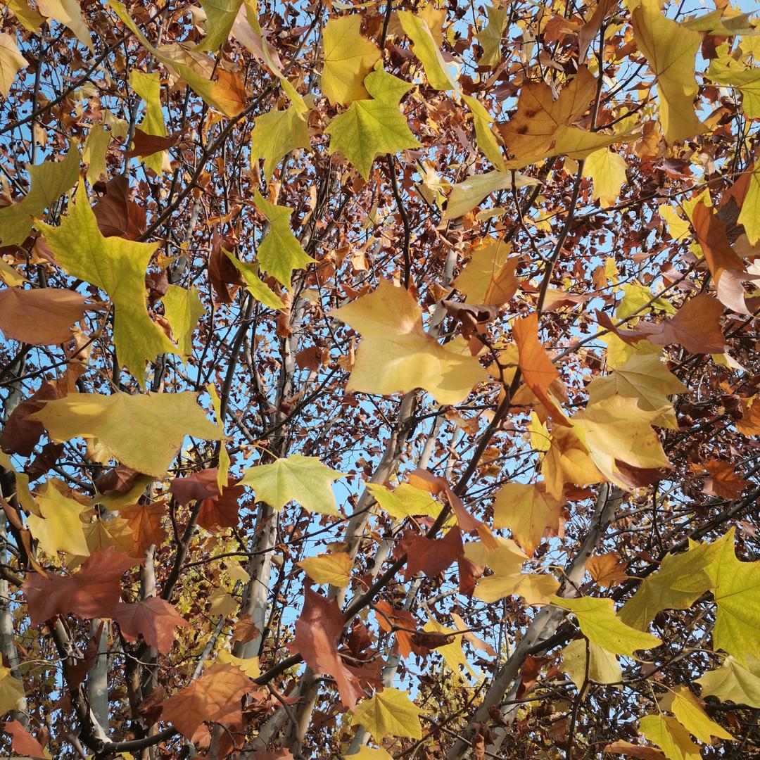 虎
