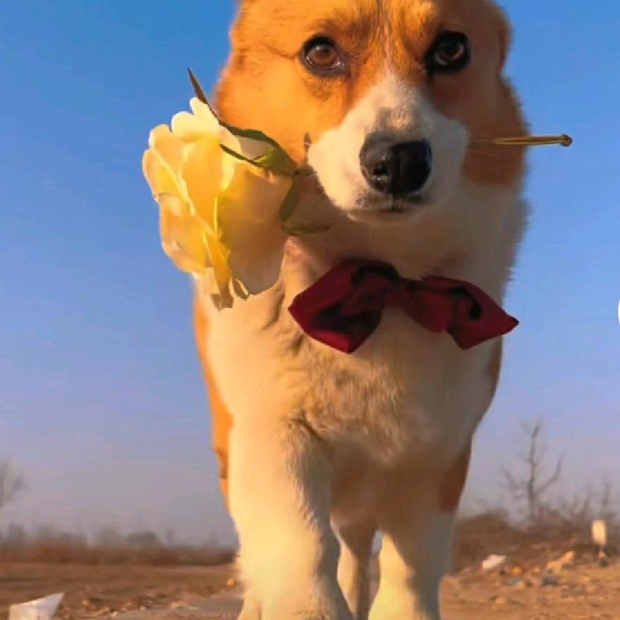 浮生若梦，为欢几何