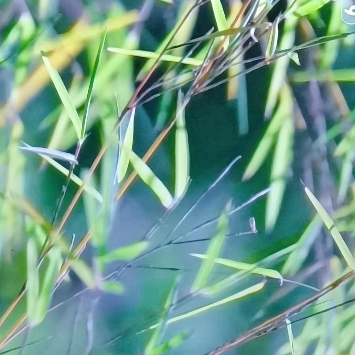 闪电风持头像