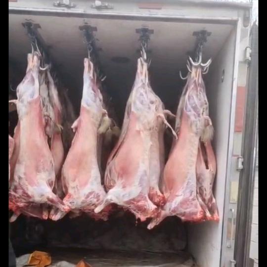 常年收购活羊大量批发羊肉河南李姐