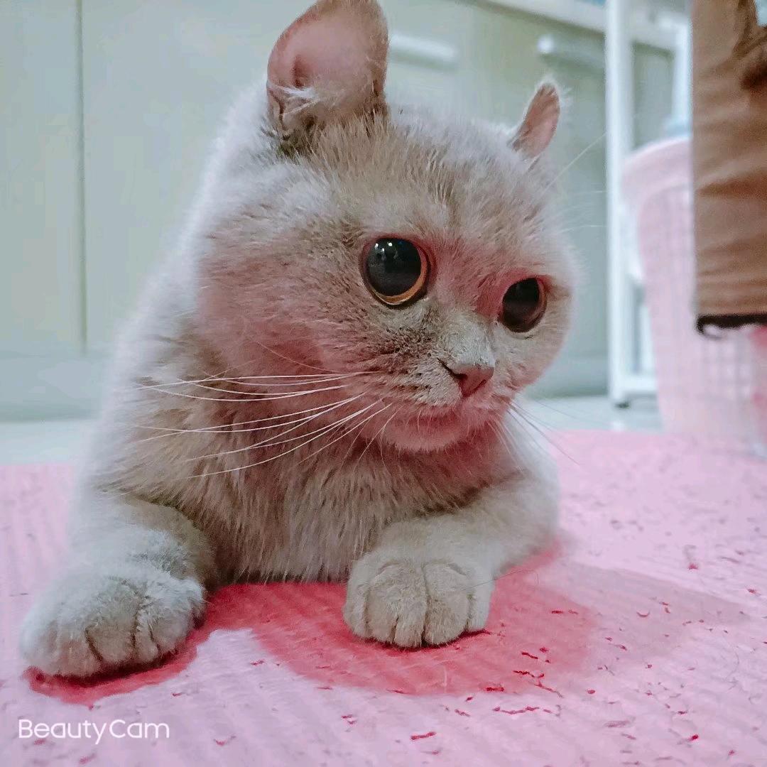 包子是个半卷耳.