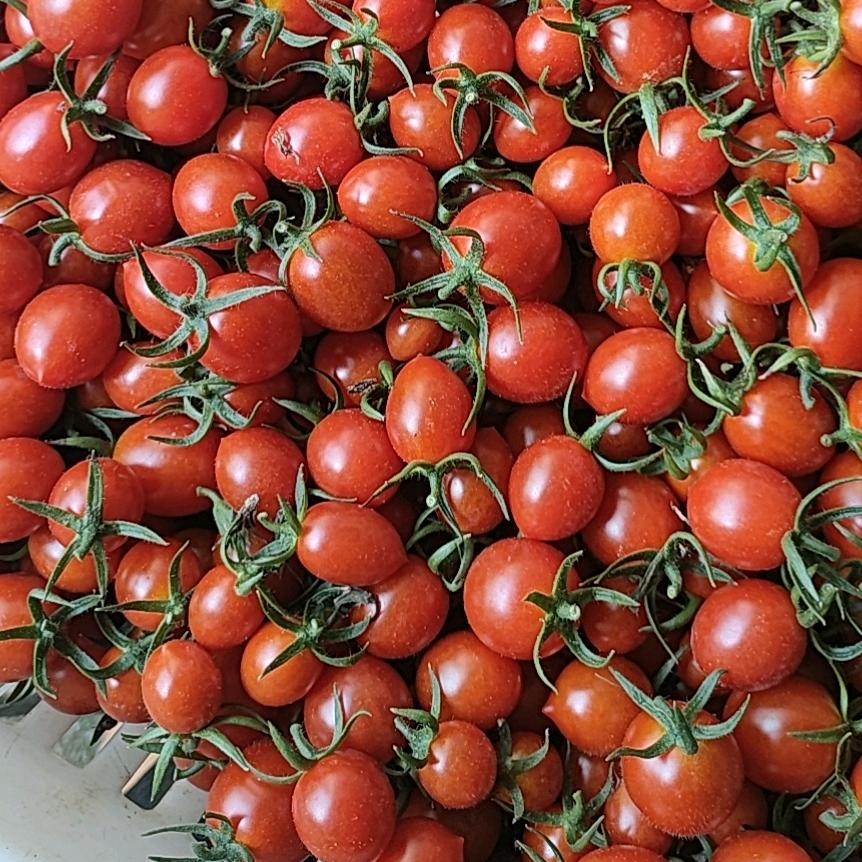 高雅（玲珑圣女果产地供用链）