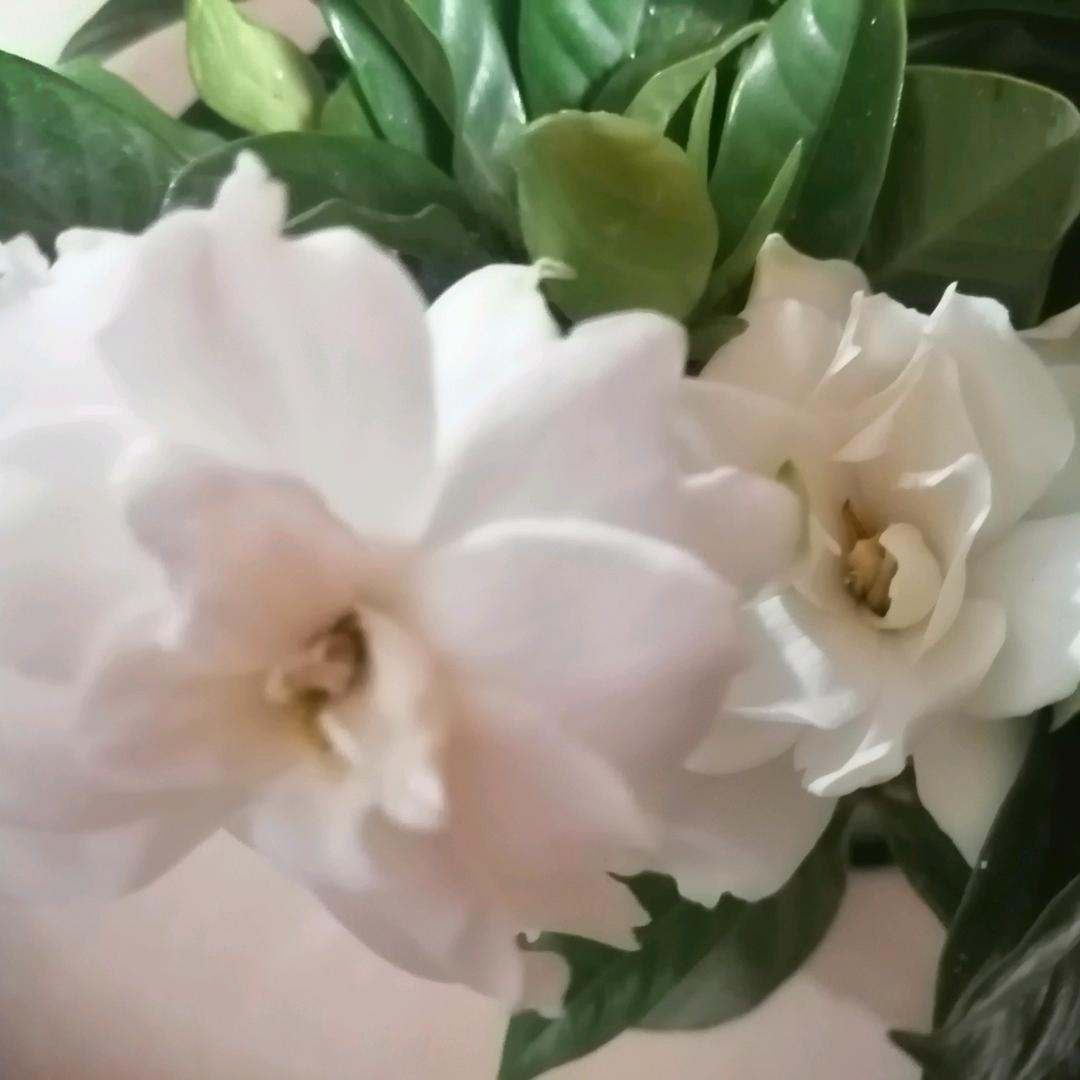 栀子花开6（谢绝私聊）