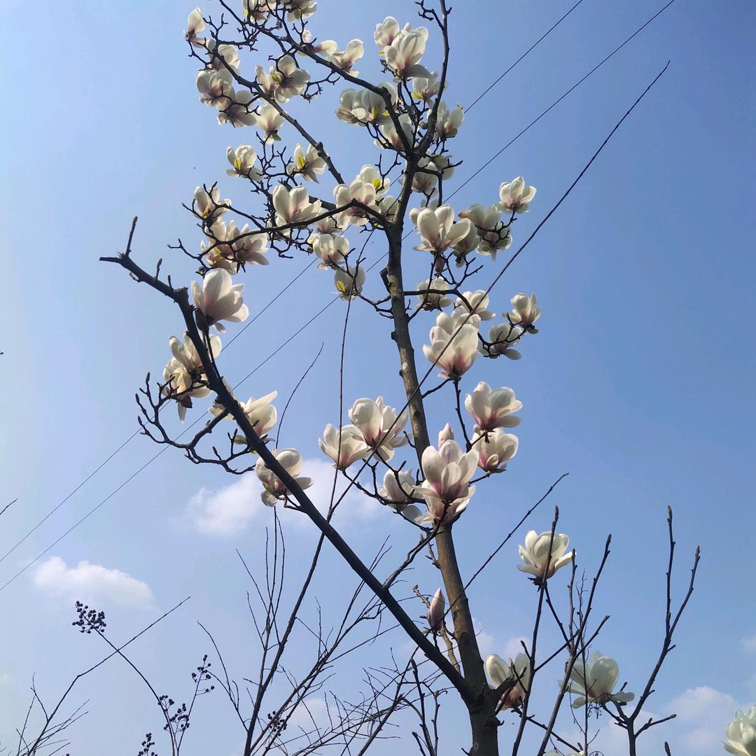 ღ💋᭄ꦿ黄এ⁵²º᭄এ🦋