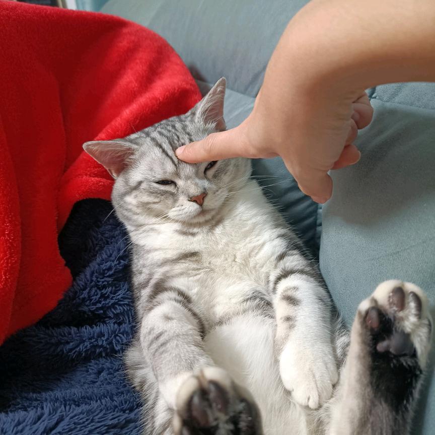 赫连山上小蓝花