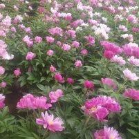 俊硕药业，压货3号