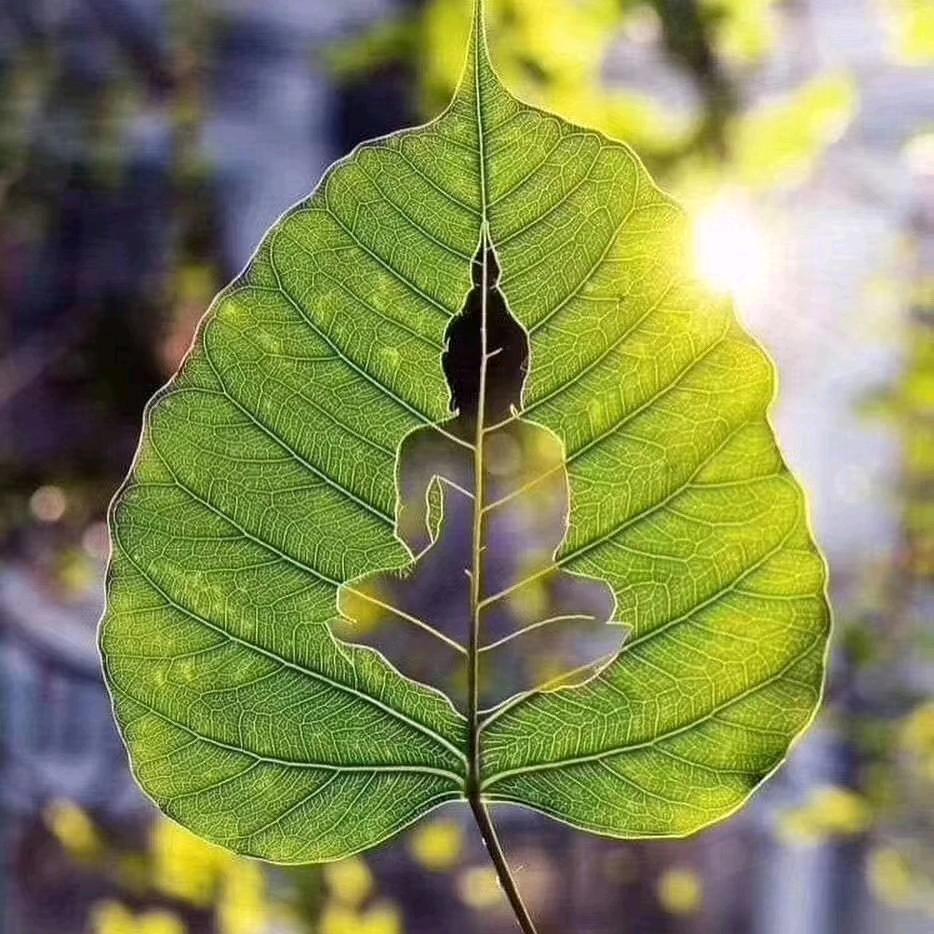 紫荷墨兰