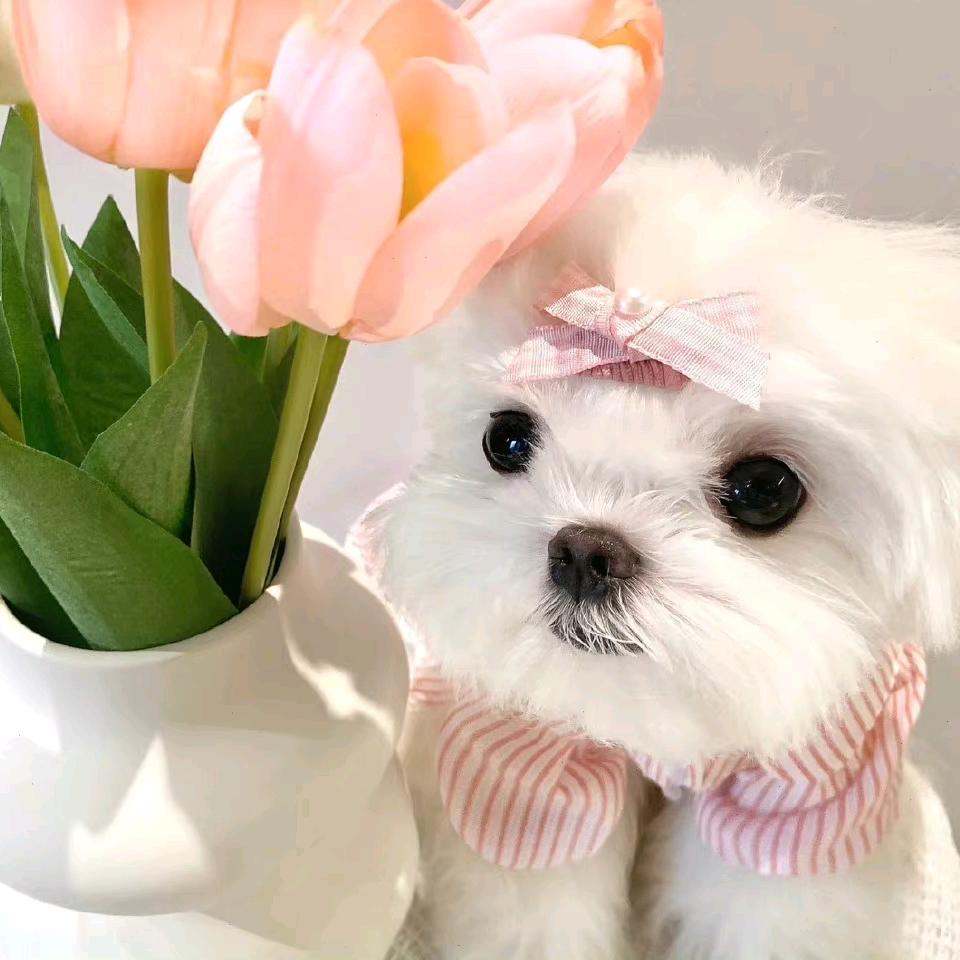 小年喝奶茶