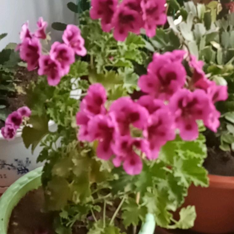 夕阳红，，，，