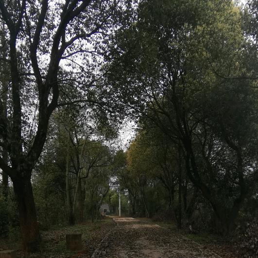 高端门窗窗帘定制小杨