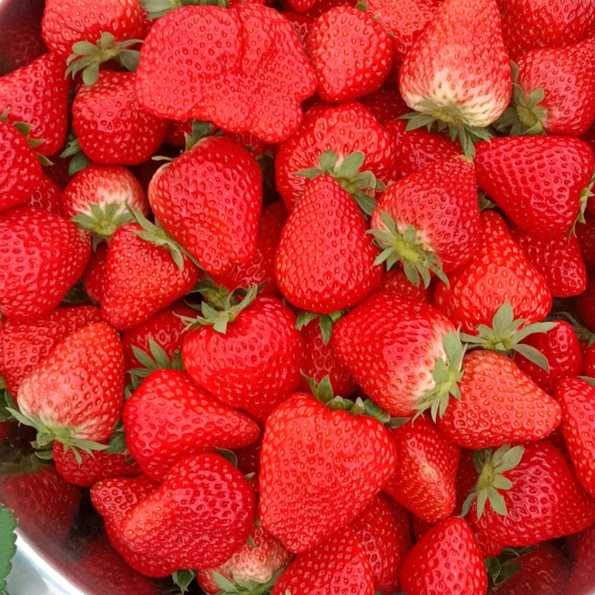 零阳镇水汪村草莓园