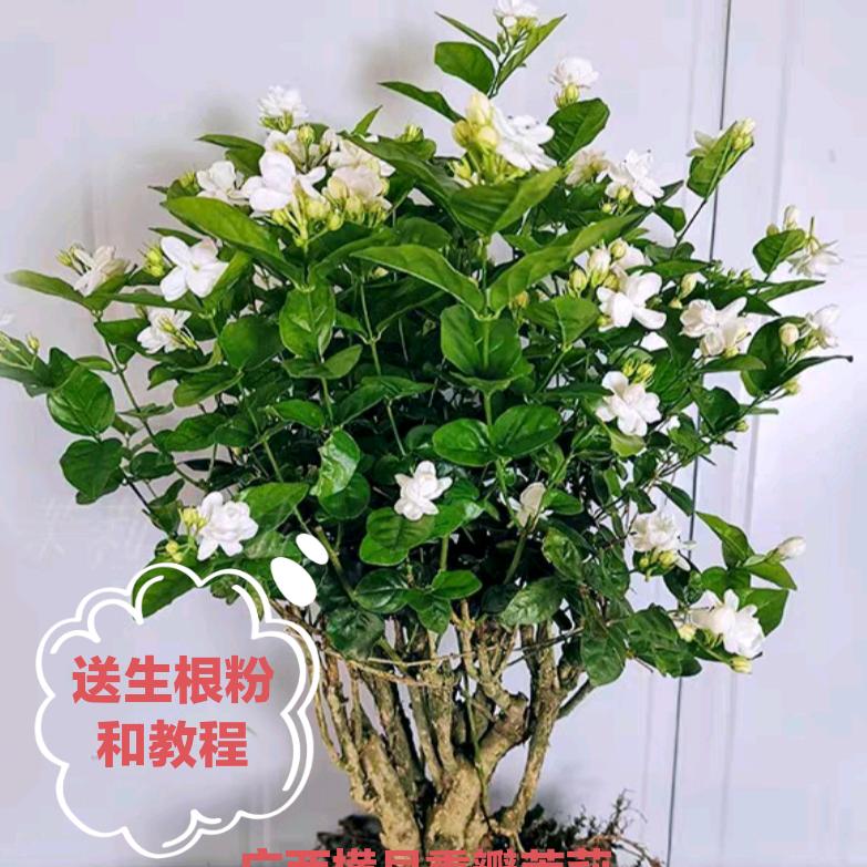海涛茉莉园艺