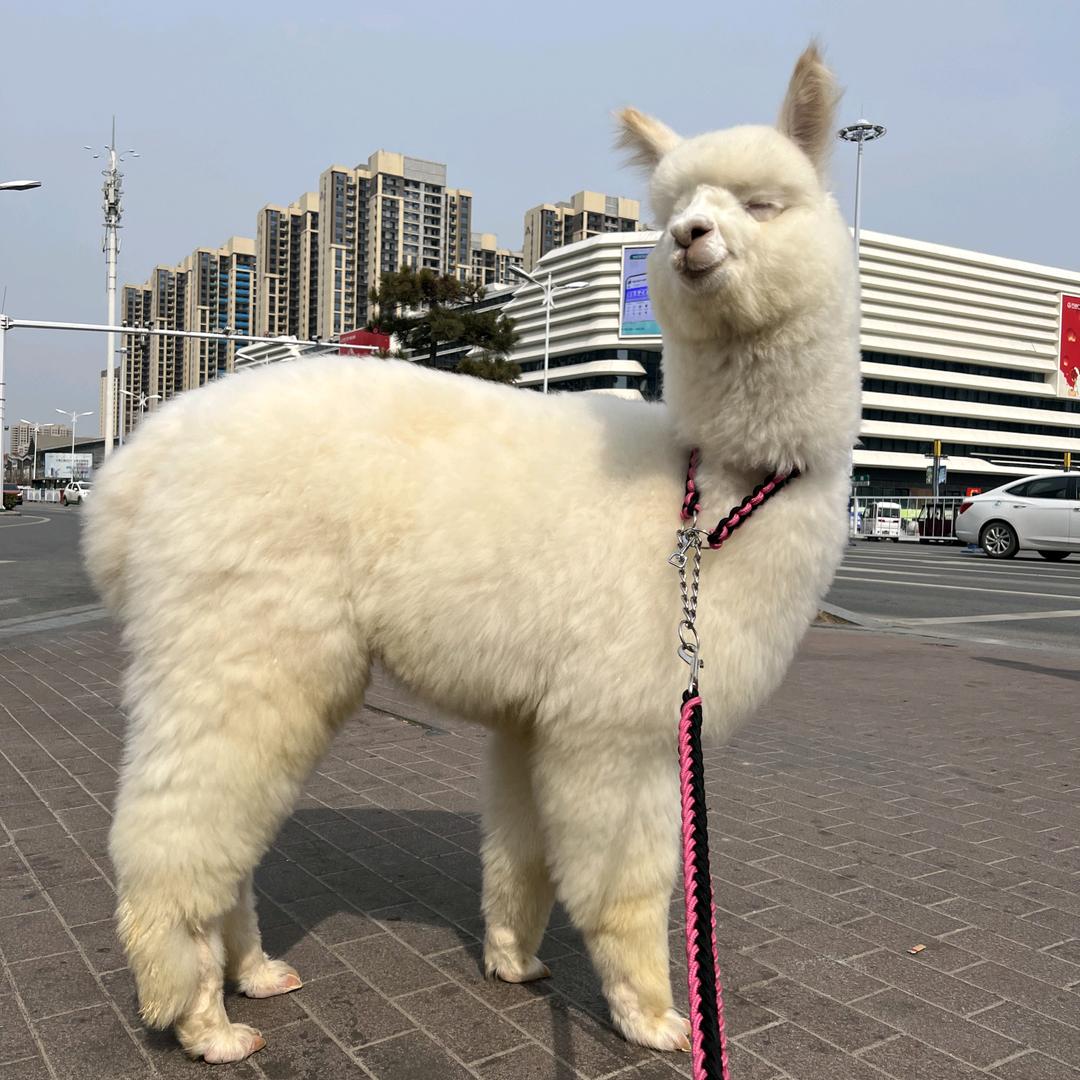 小象动物公园(文昌万达店)