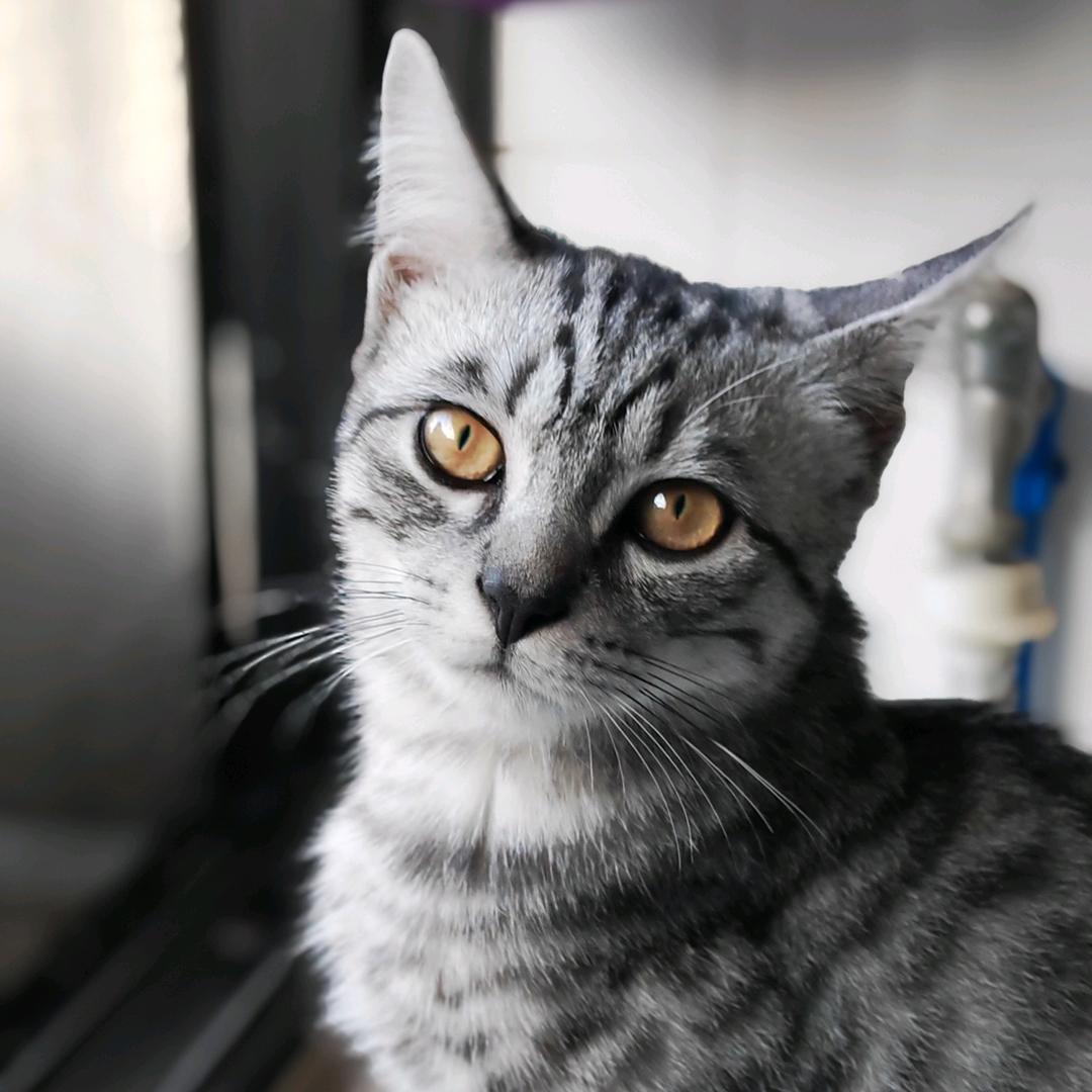 Barry不是士多啤梨