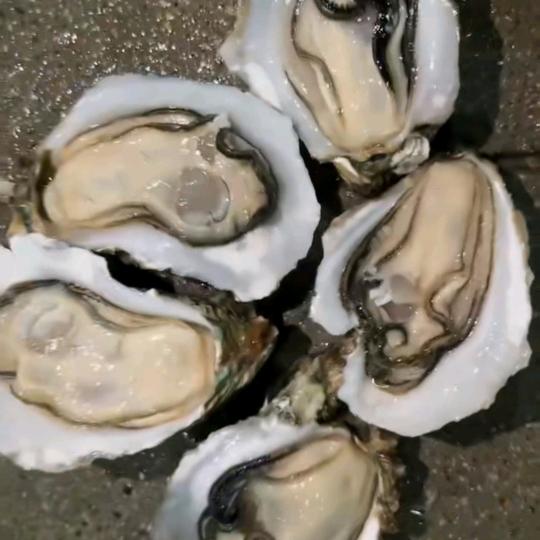 林记生蚝批发