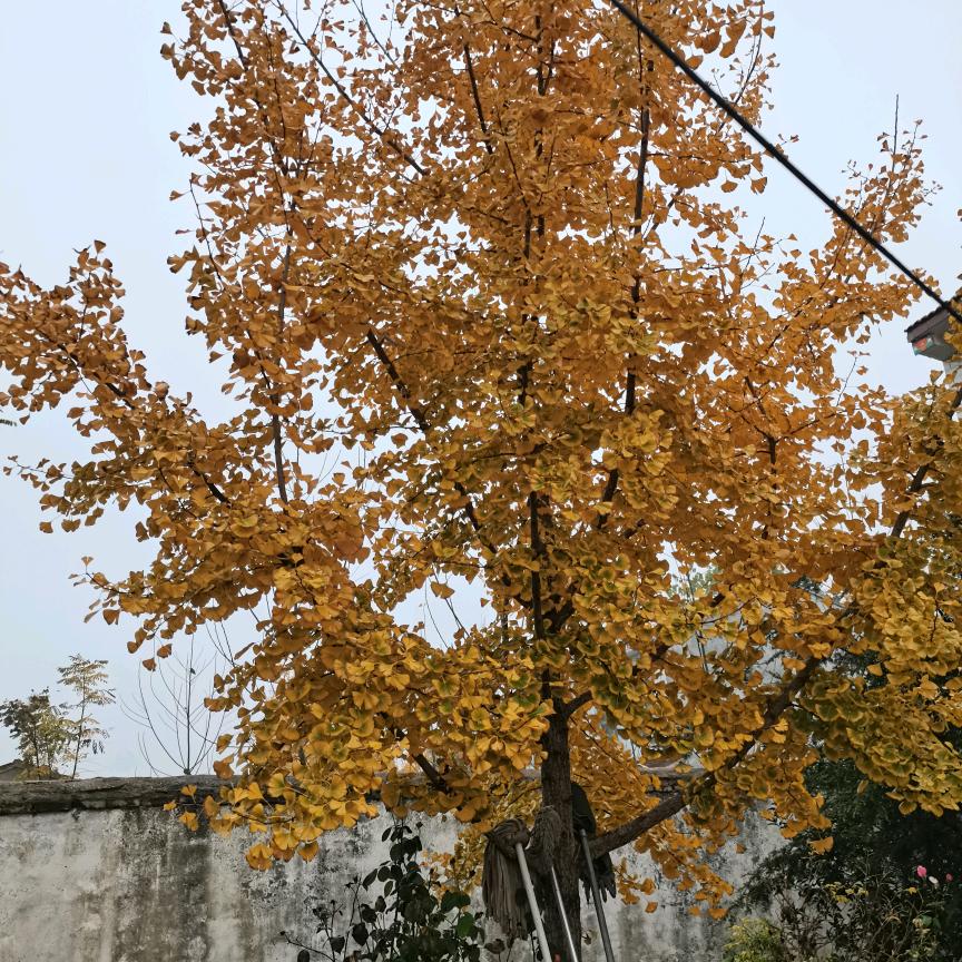 郭