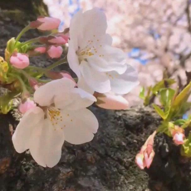 🌈梅🌸
