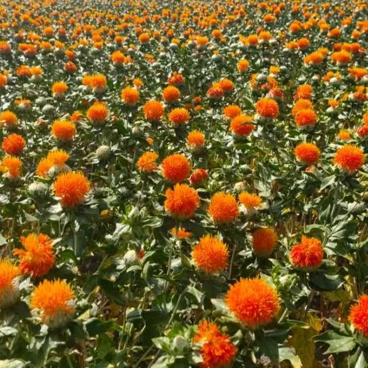 种红花的老汉（新疆）