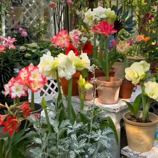 播种森林滨州苏林商贸有限公司专卖店