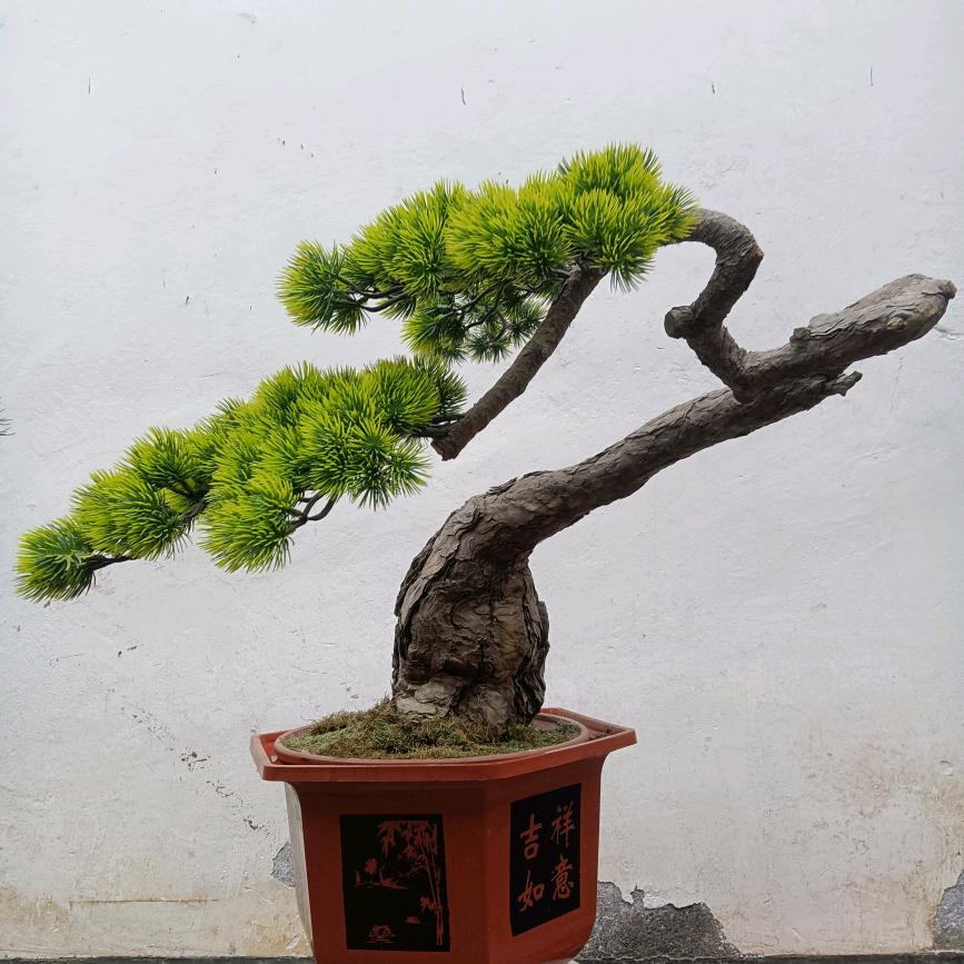 小袁盆景《勿忘你》