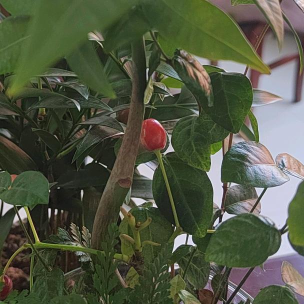 良泉