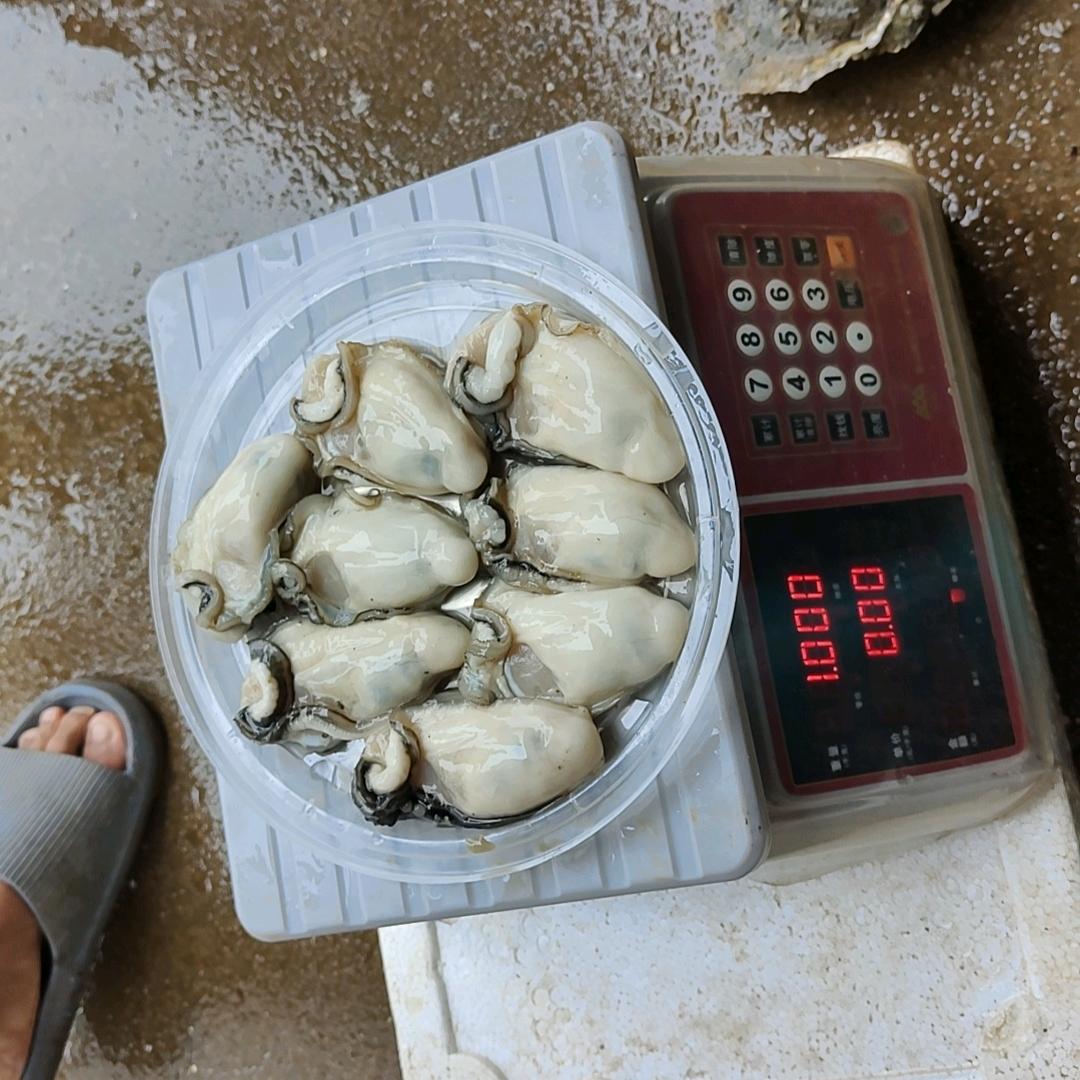 海南批发生蚝炮武哥