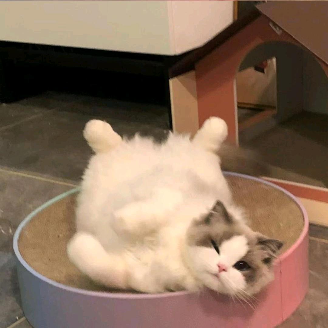 小卷儿☃