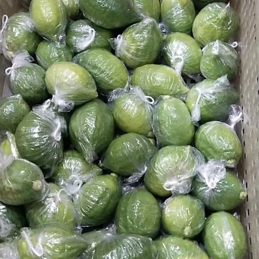 柠檬佬小文