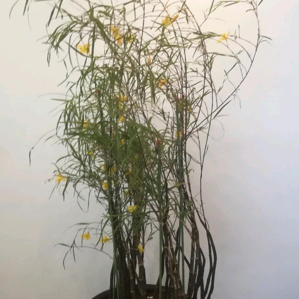 一米.