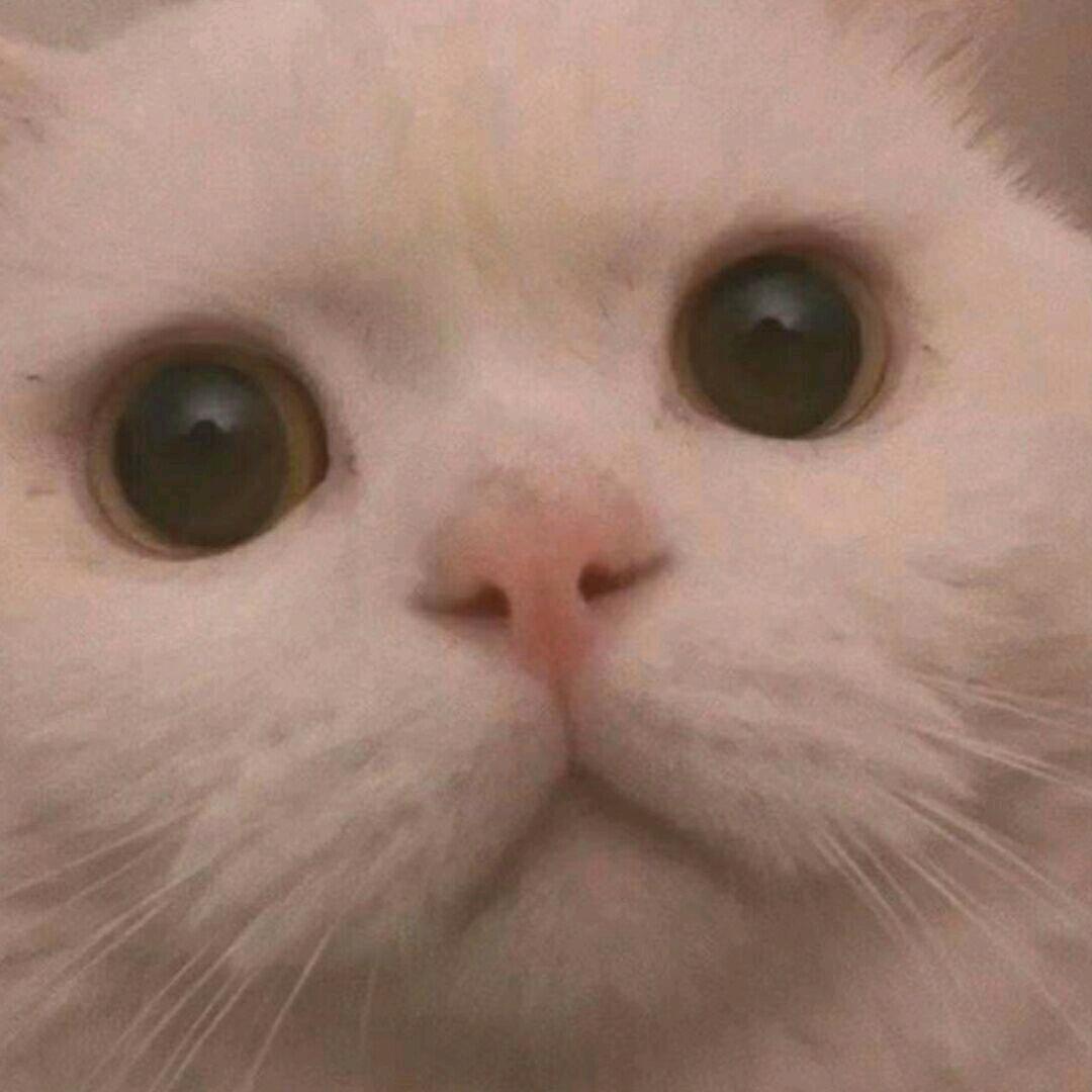 鲸鱼