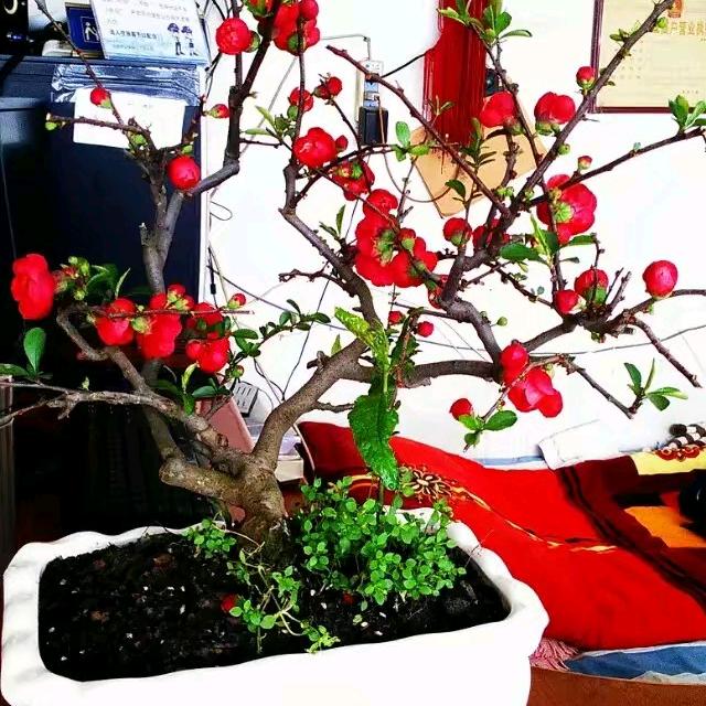 春城飞花