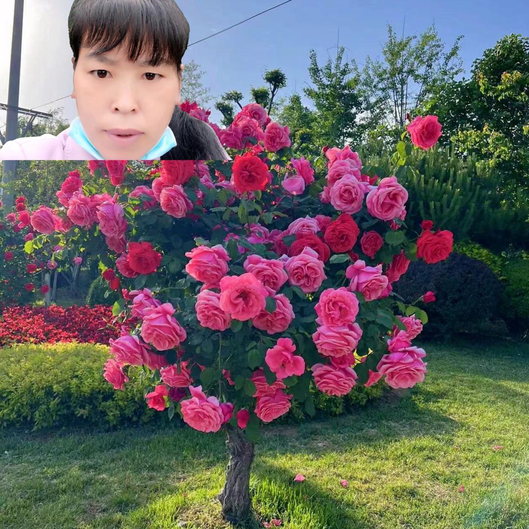 我再也回不到从前。