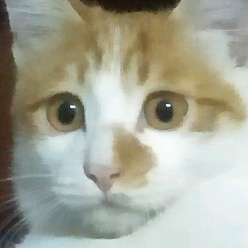 大笼乌冬