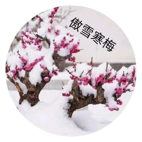 傲雪寒梅。