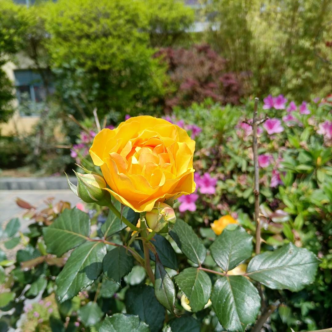 🦋এ᭄是糖ꦿ甜到💔忧伤ོ࿐ᩚ