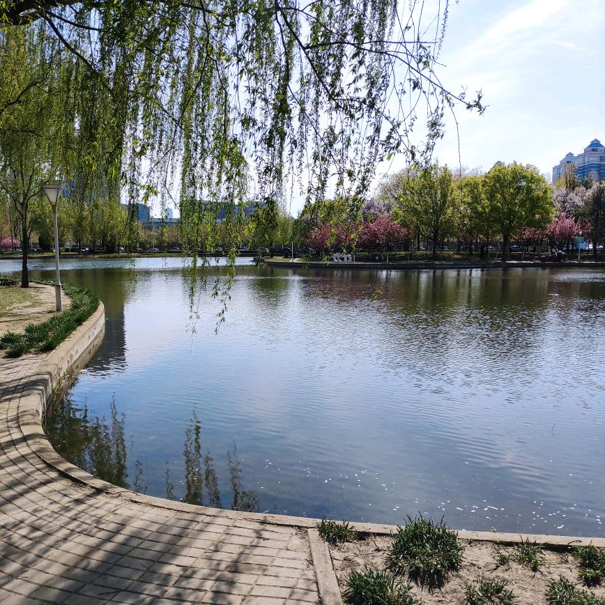 太阳花（向日癸）