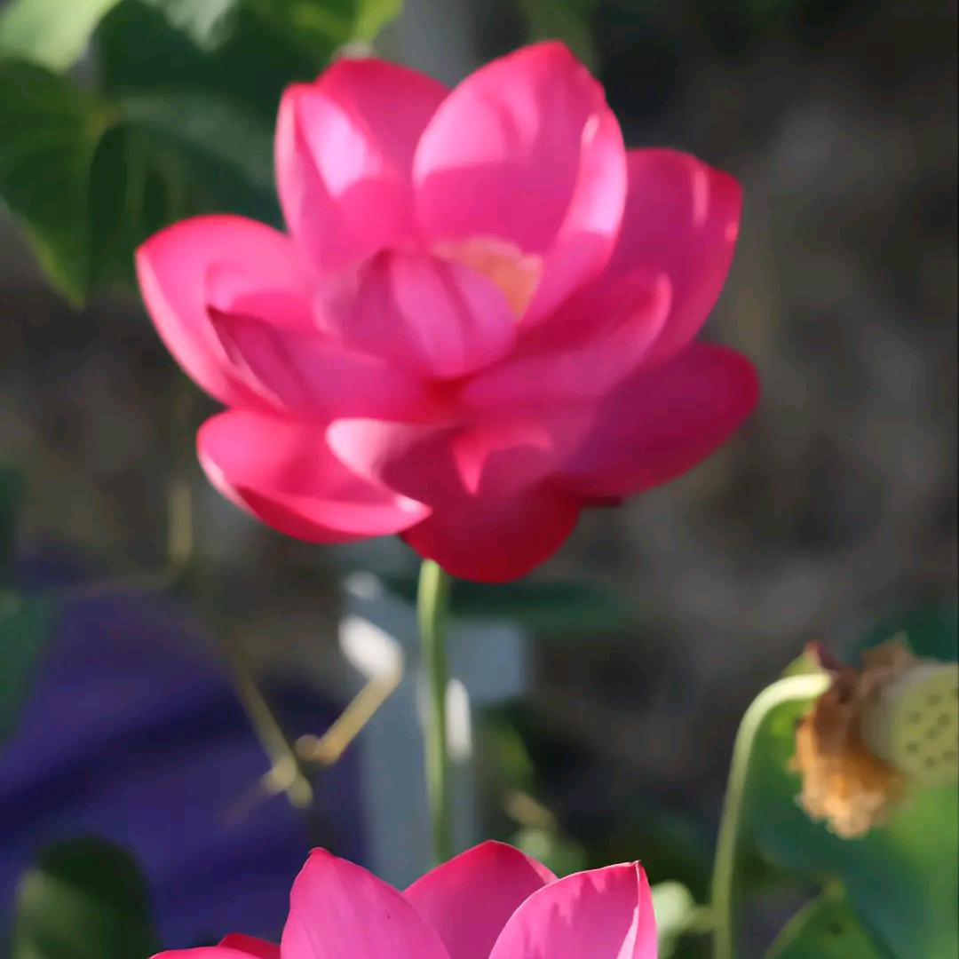 我爱莲花