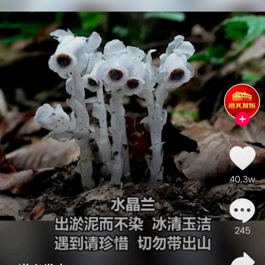 刘哥