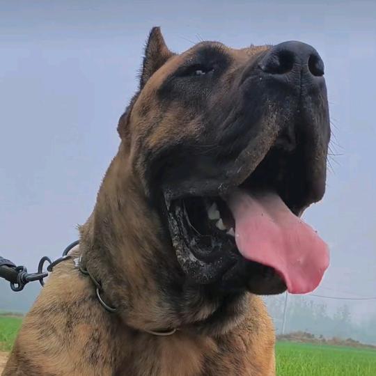 @养猛犬的小洋哥