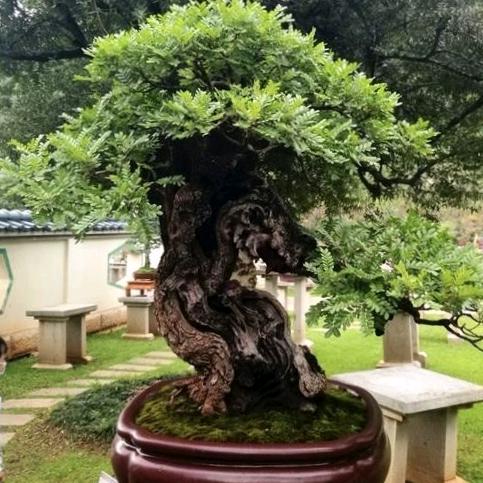 艺枝花-(鬼总)