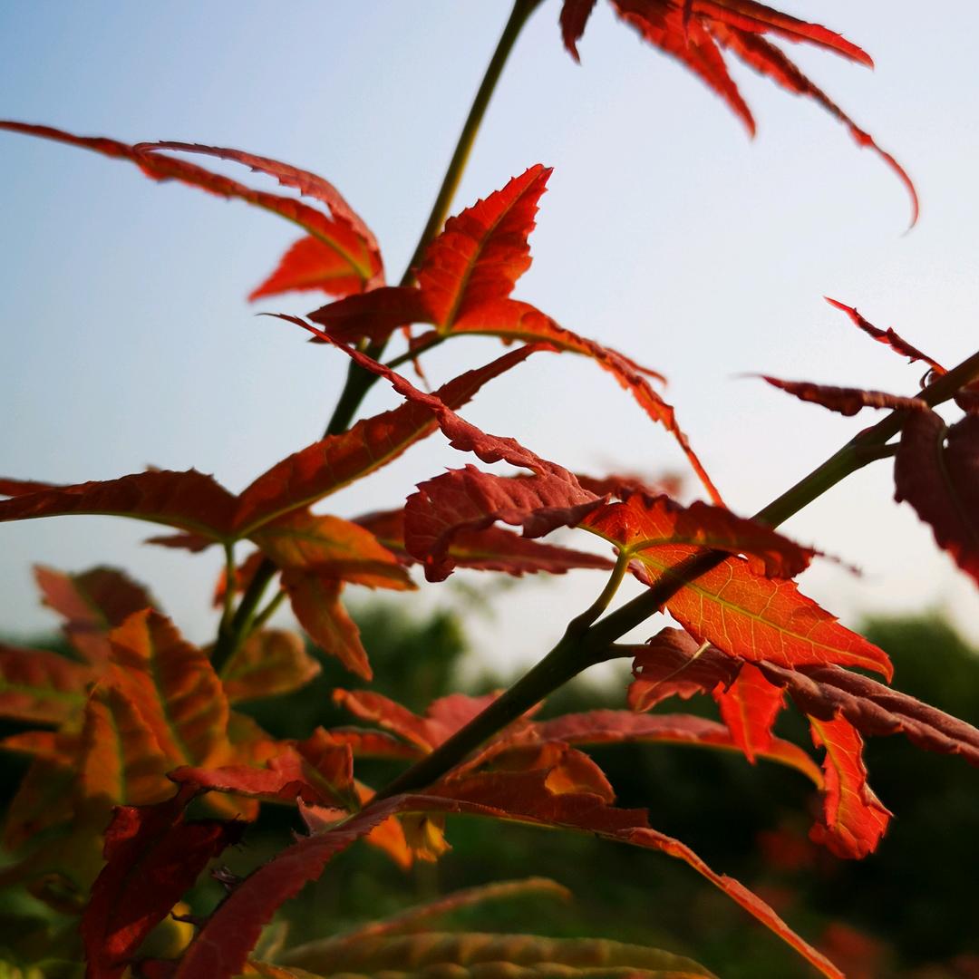 宝绿苗圃，鸡爪槭，香樟树，红枫，
