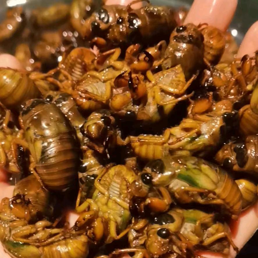 金蝉美味特产药材销售部