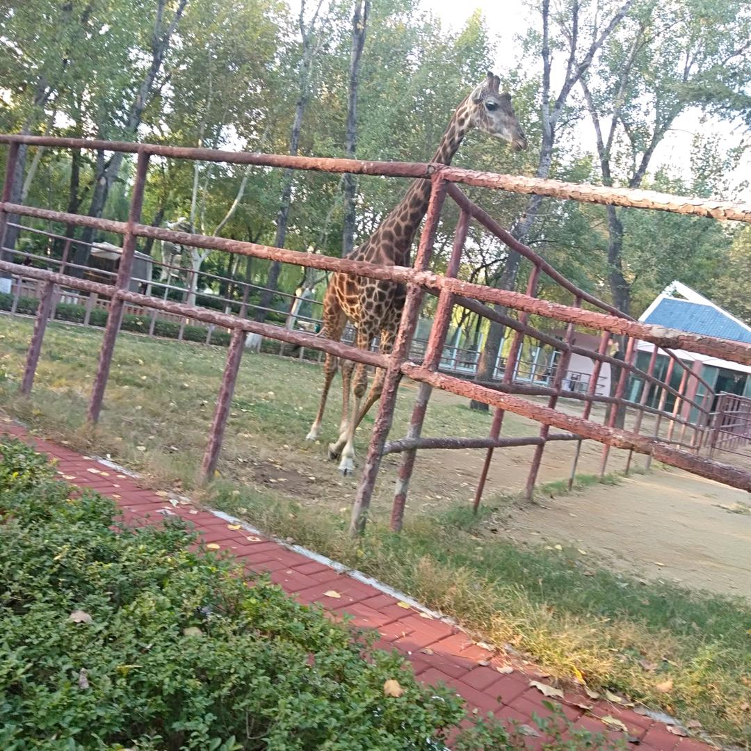 郭晴