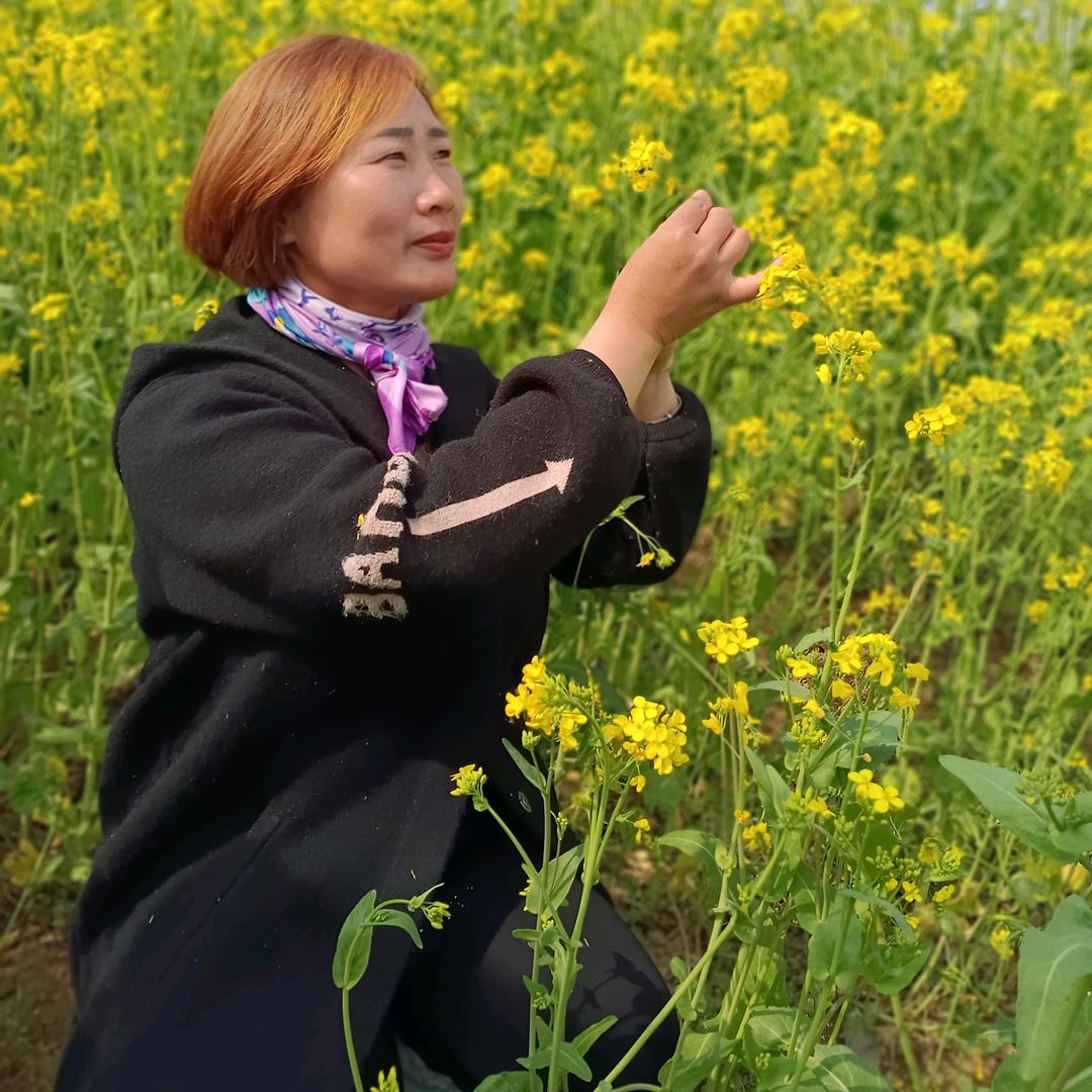 蔷薇花