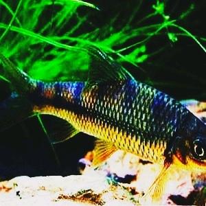 溪流-云贵川钓渝