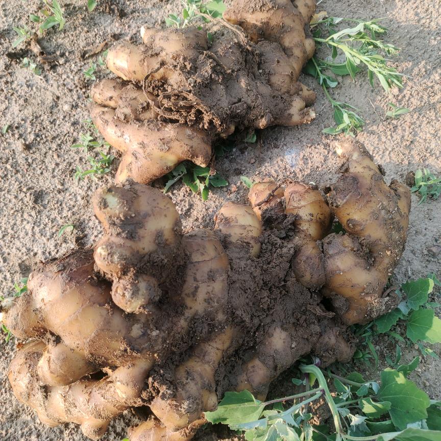 常年购销大姜(吕欣）