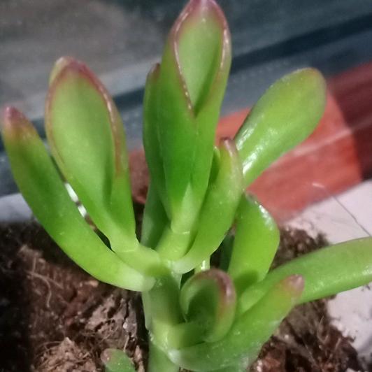 幸福平淡